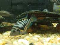 peixe papagaio anao (amphilophus citrinellus)