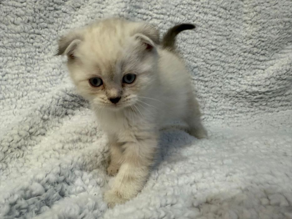 Kocurek kot szkocki zwislouchy fold pregowany wishkas gotowy do odbior