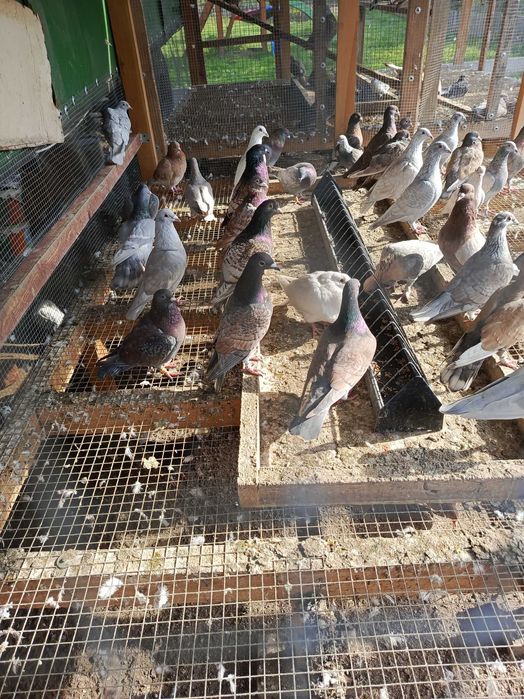 Pocztowa almond,Milki,rubella,reduced,Brown,kitę Bronze,opal,gimpel,fr