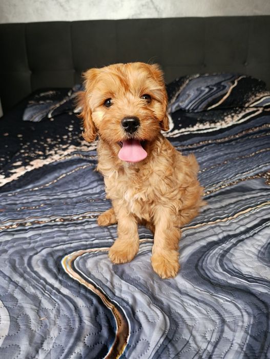 Cavapoo Piesek Cavalier+Pudel