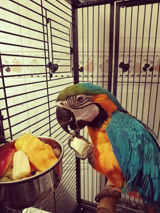 Vendo Arara Ararauna