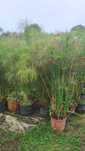 PAPIRUS (Cyperus Papirus)