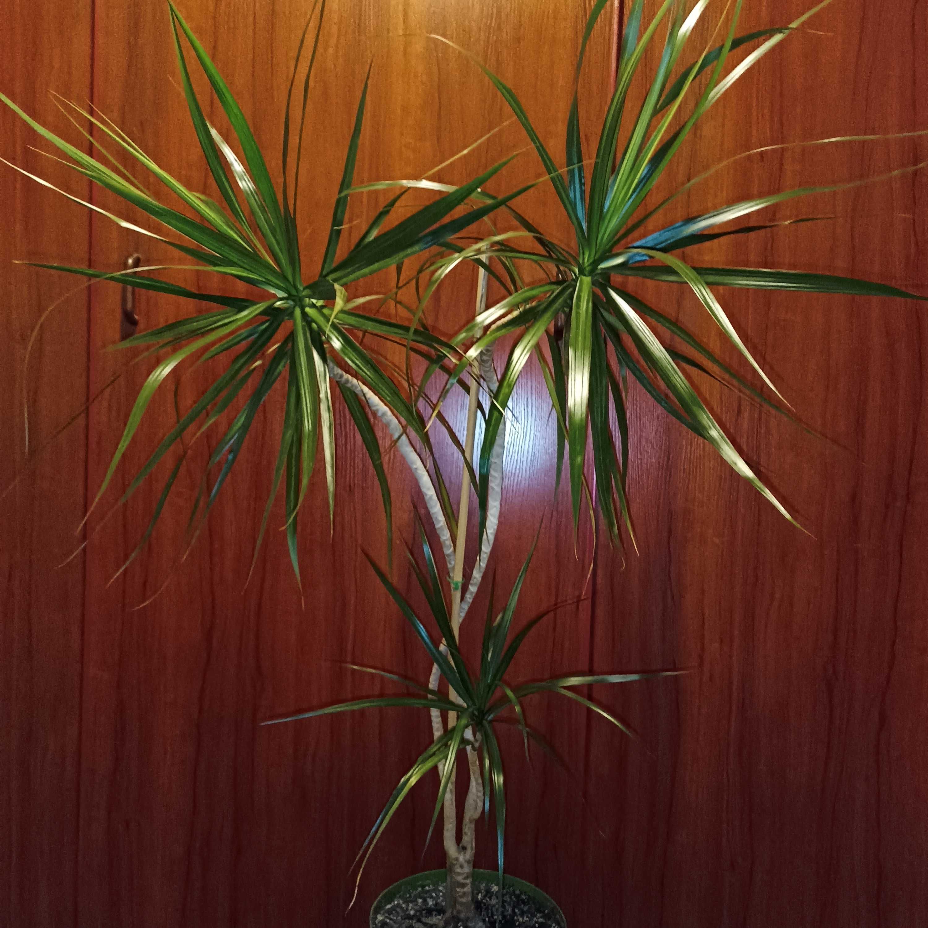 Roślina dracena marginata