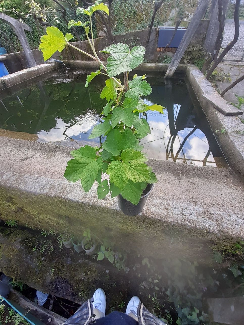 Graselha vermelho