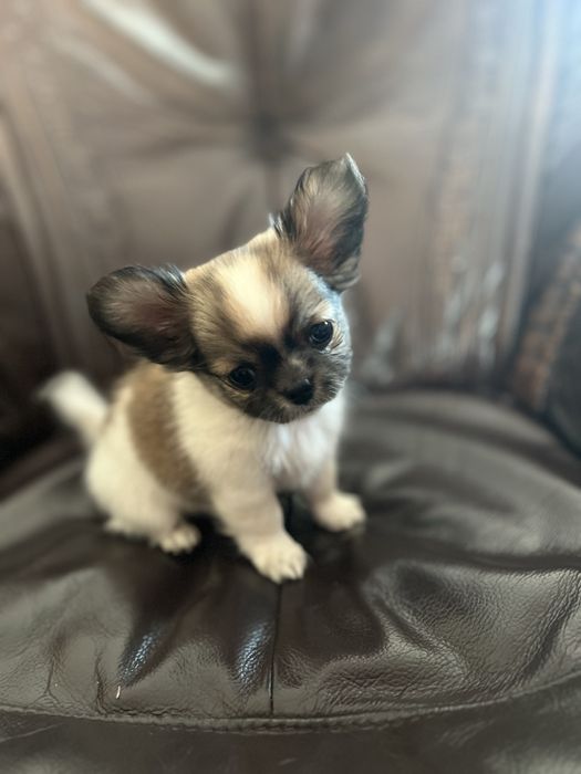 Chihuahua długowłosa miniaturka - chłopak