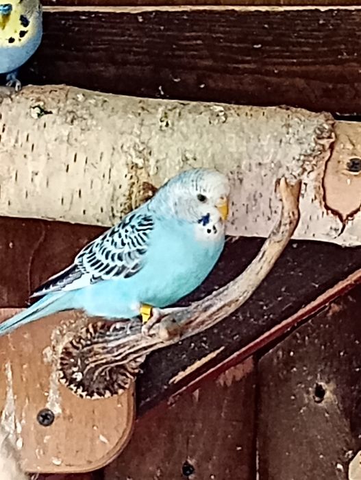 Papużki faliste ...