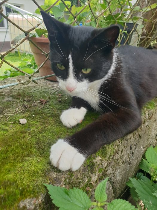 Zaginęła kotka Inka