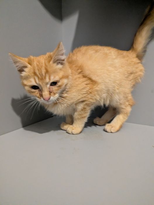 Руде Кошеня в добрі руки