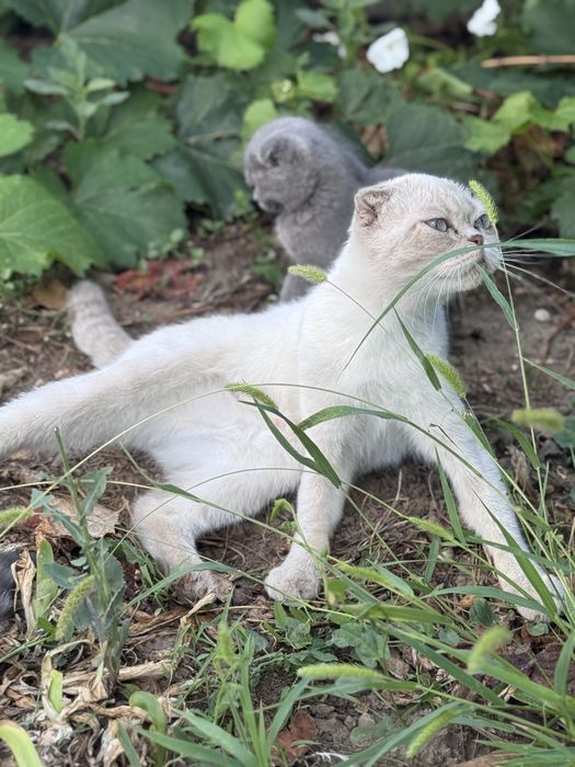 Котята Шотландская вислоухая