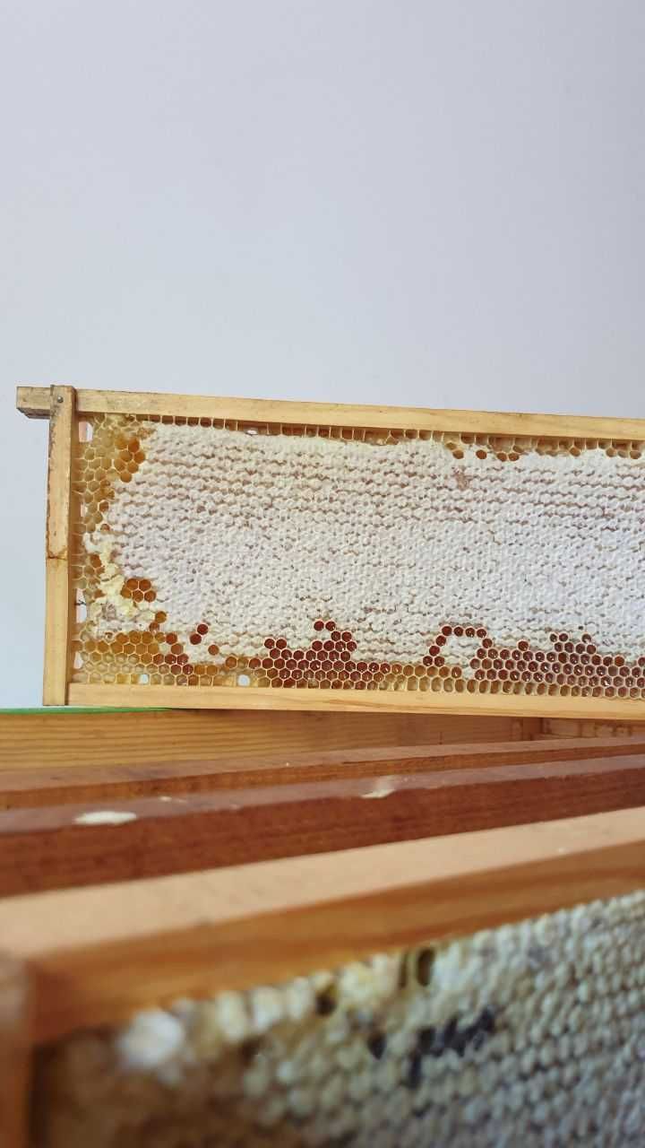 Віск бджолиний натуральний, очищений. Вощина. З власної пасіки