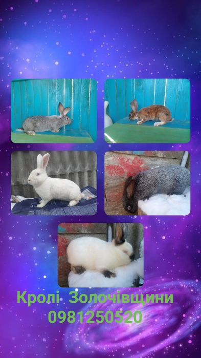 Продам молодняк різних порід кролів або обмін на зерно