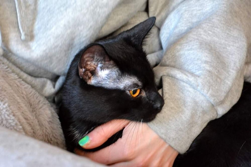 Rozjaśnij czarne wspomnienia Negriego