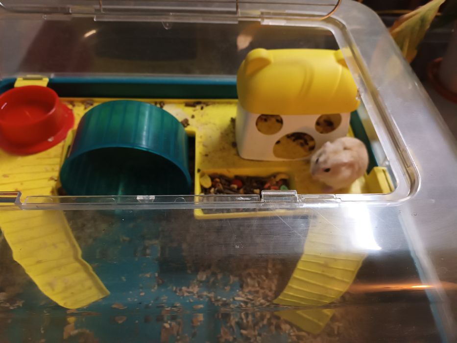 Gaiola para hamster + hamster