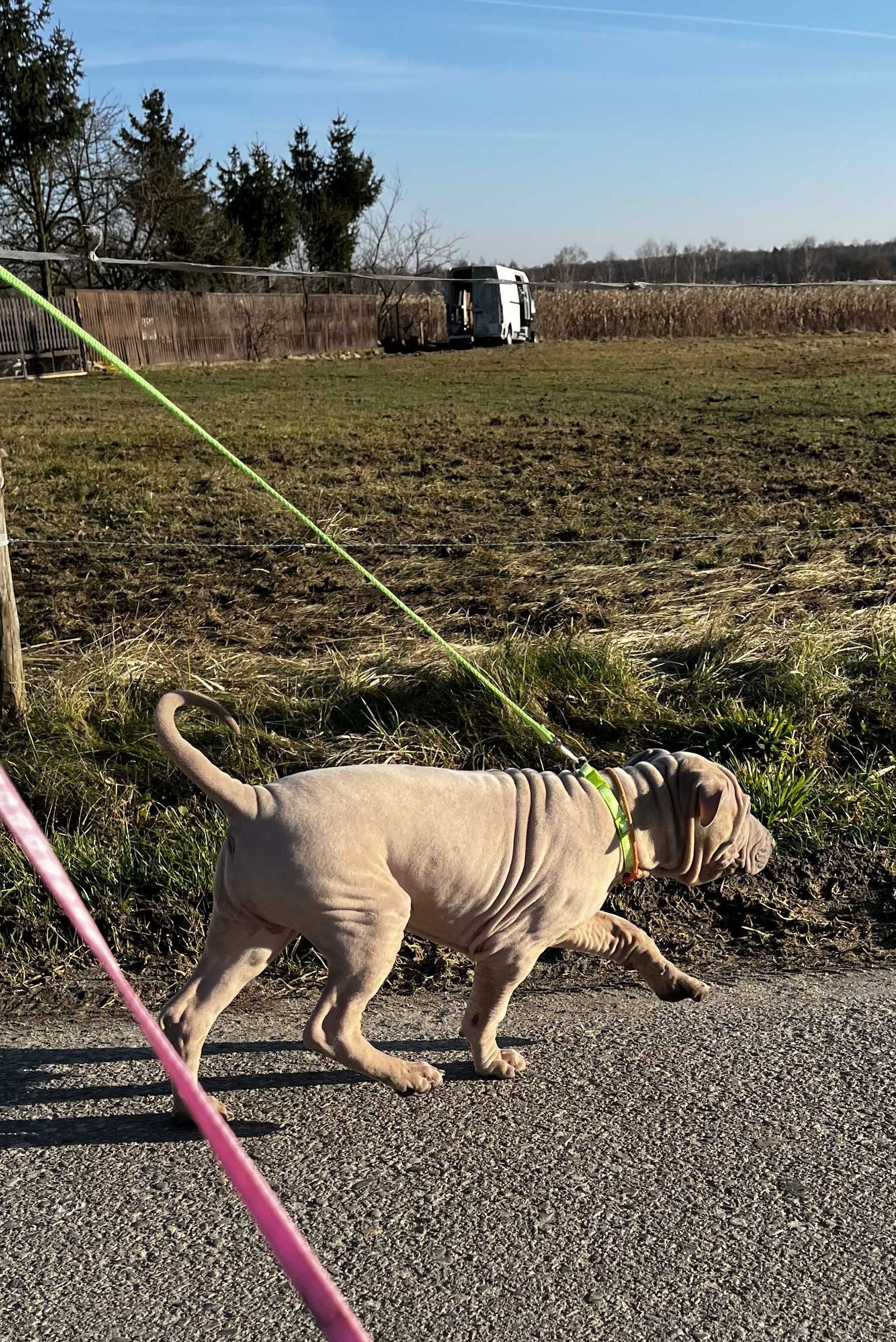 Thai Ridgeback Dog szczenię