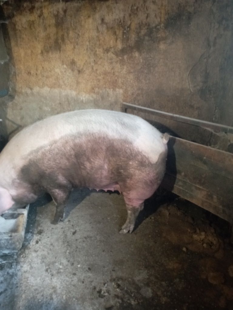 Продам свиню живою вагою