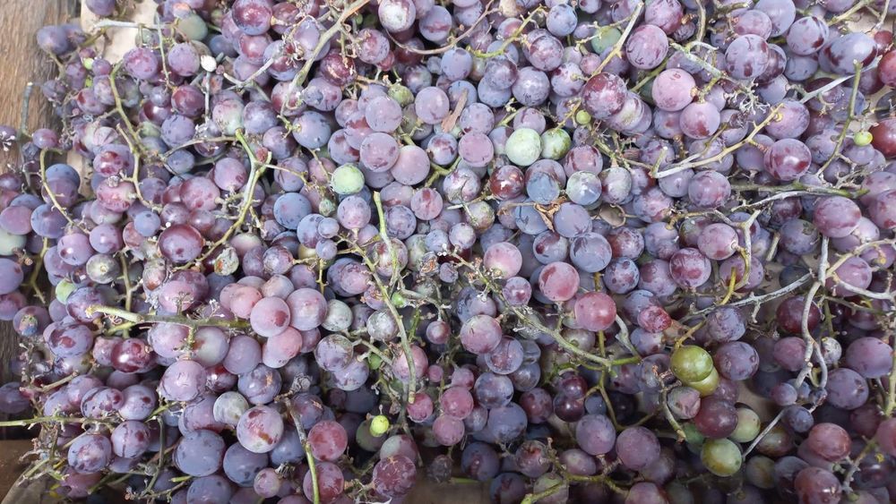 Продам виноград Лидия доморощеный