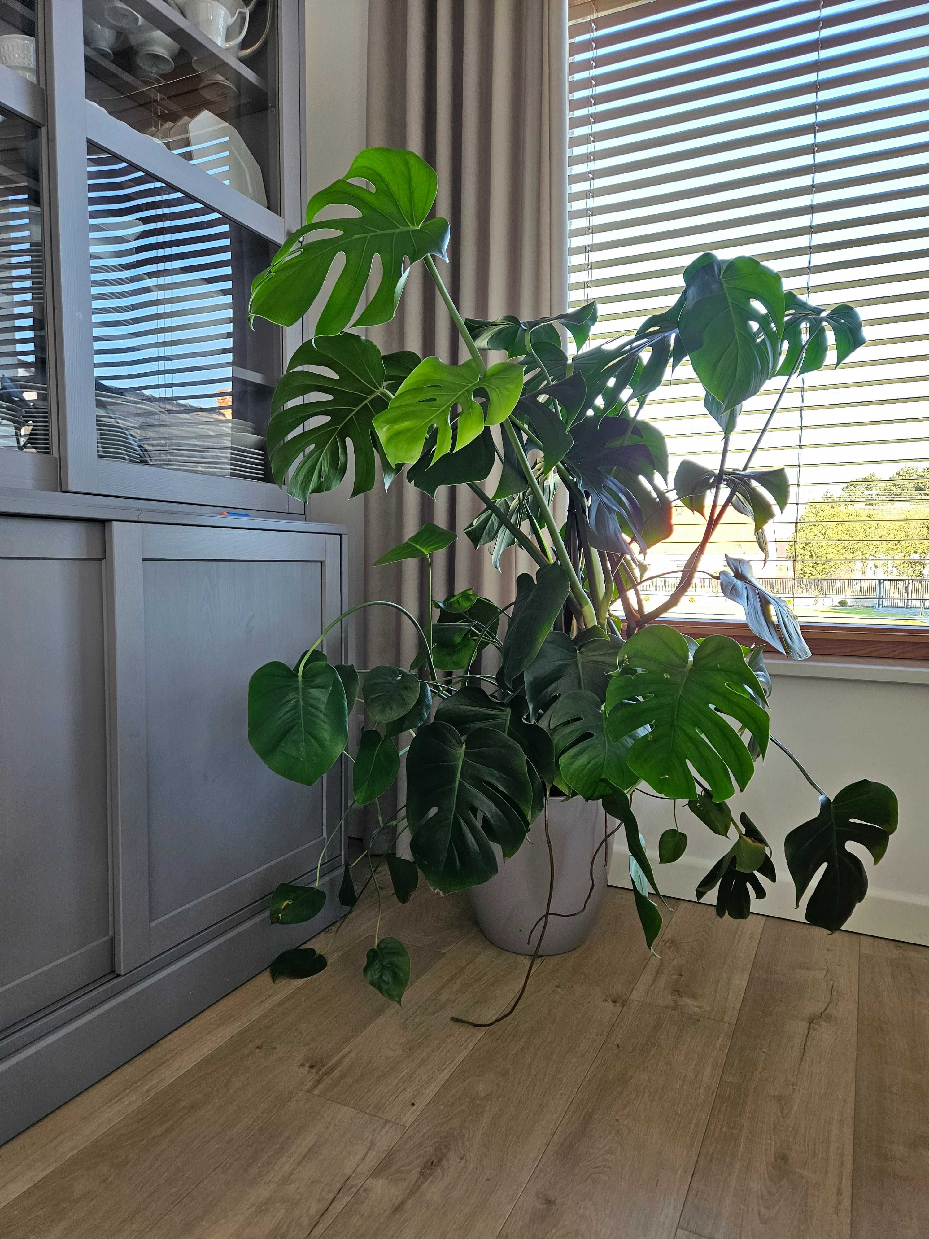 Monstera z donica ceramiczna