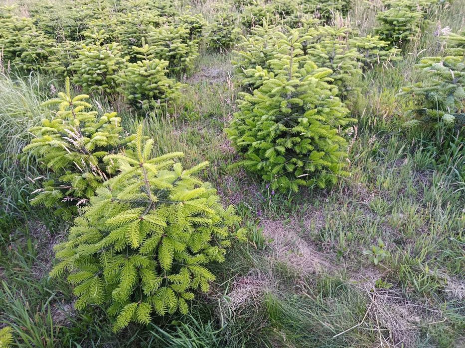 Świerk srebrny,serbski, jodła kaukaska, koreańska, tuje,sadzimy, dowoz