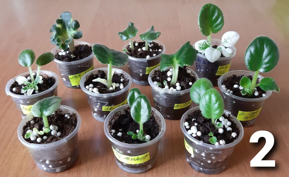 Вкорінені листочки фіалок напівміні/міні + с/з листи в подарунок