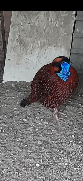 Witam sprzedam bażanty tragopan tyminek