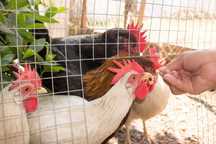 KURY NIOSKI ROSA LEGHORN SONIA z jajkiem kurki z wolnego-wybiegu.DOWÓZ