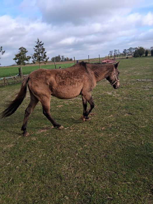 Kucyk , klacz huculska