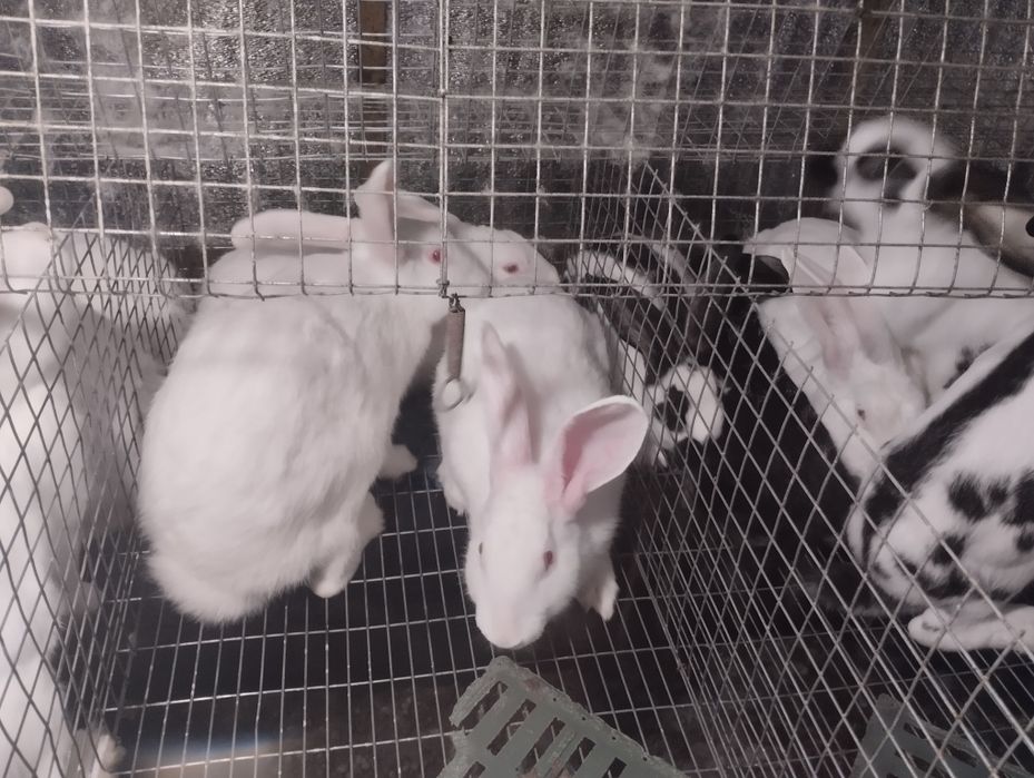 Самці та самки 2-4 місяці. Термонці та мішані.