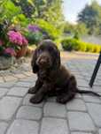 Cocker Spaniel Angielski