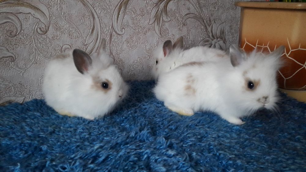 Мініатюрні пухнасті кроленята.