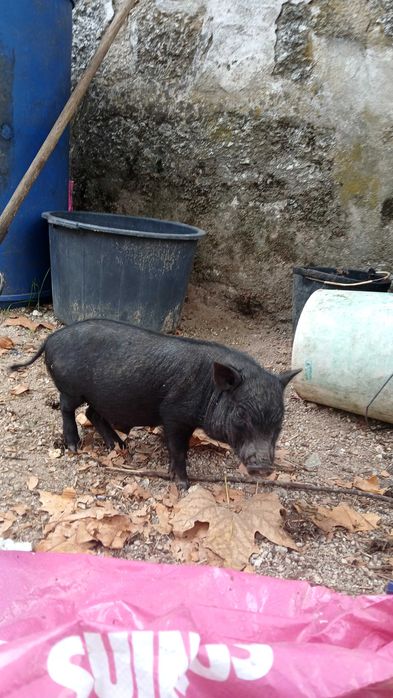 Porcos Bizarro cruzado Duroc e Porcos anões