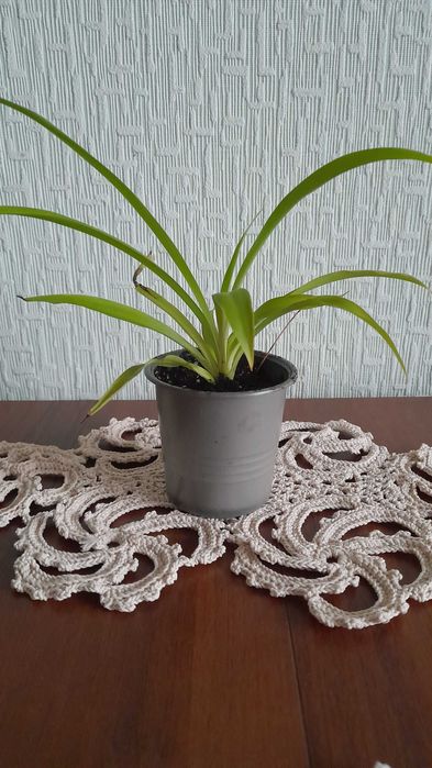 Хлорофітум домашні рослини