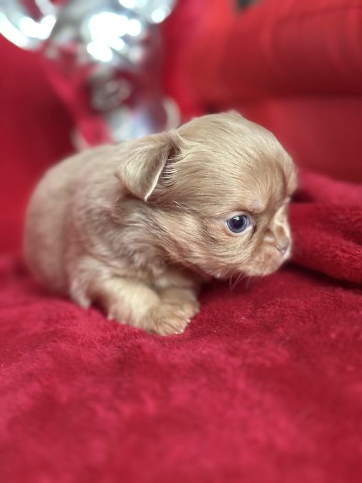 **Malutki rudzielaszek**