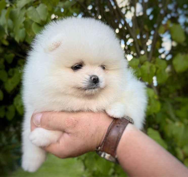 Pomeranian szpic miniaturowy Suczka Zkwp FCI MIŚ
