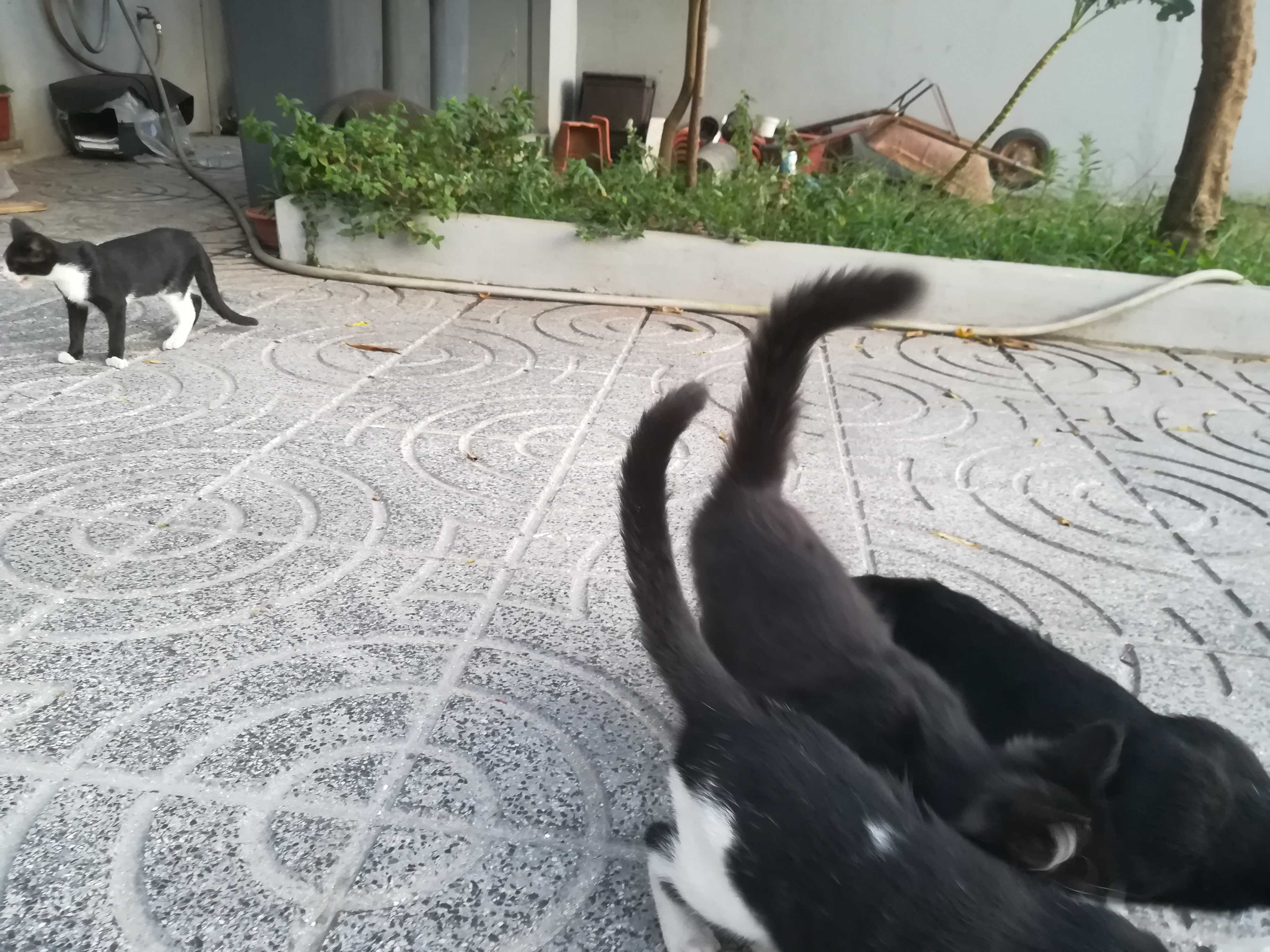 Gatinhos 3 meses - Adopção