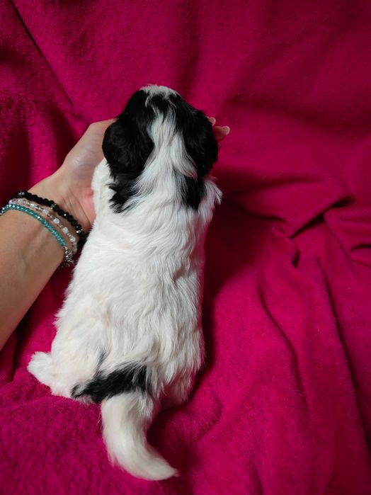 Yorkshire terrier Biewer piesek