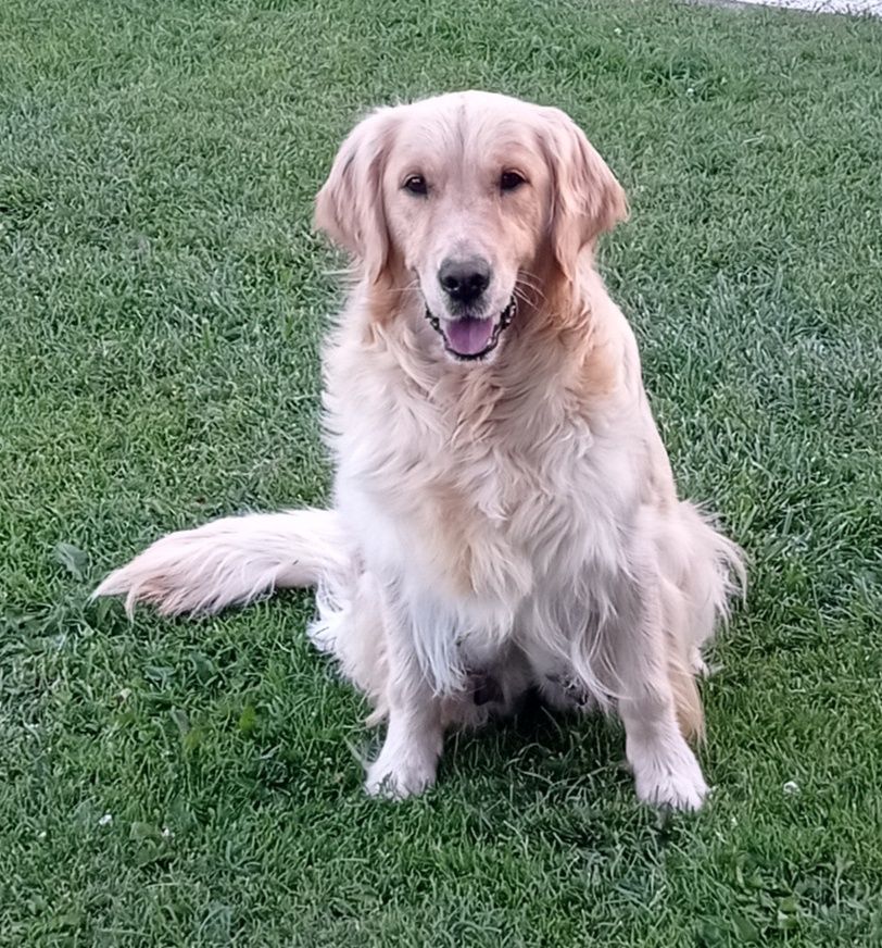 Golden Retriever Piesek