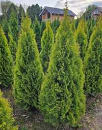 Golden Szmaragd Tuje Thuje Tuja Krzewy Thuja