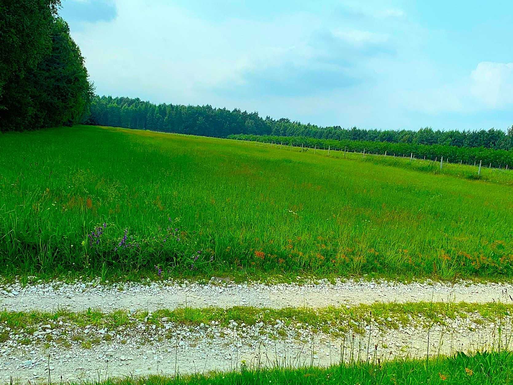 Działki rolne 1,12ha i 1,07ha w Grabkach Dużych gm. Szydłów