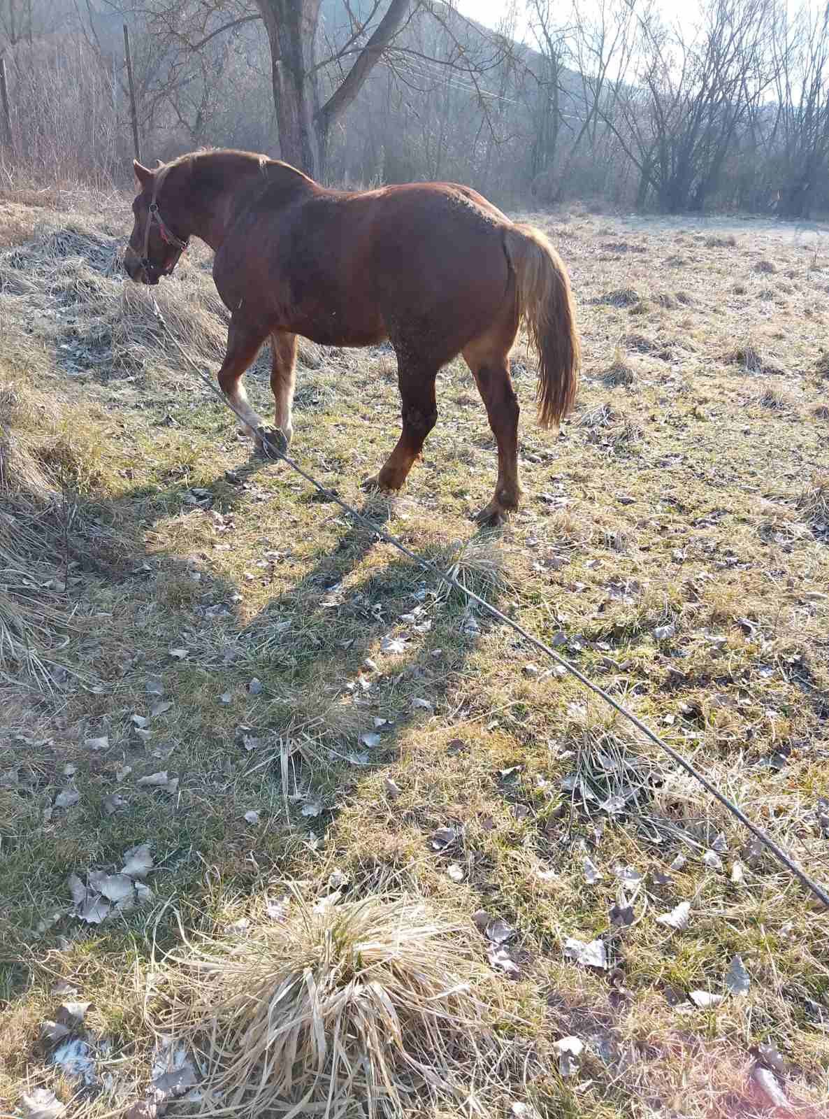 Продам гарного коника