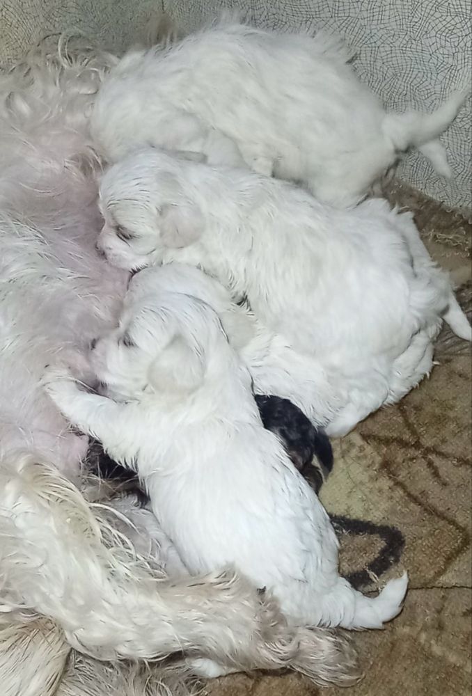 Ідеальні дітки мальтезе мальтипу