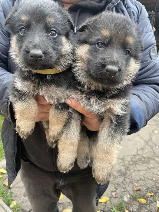 Цуценята німецької вівчарки