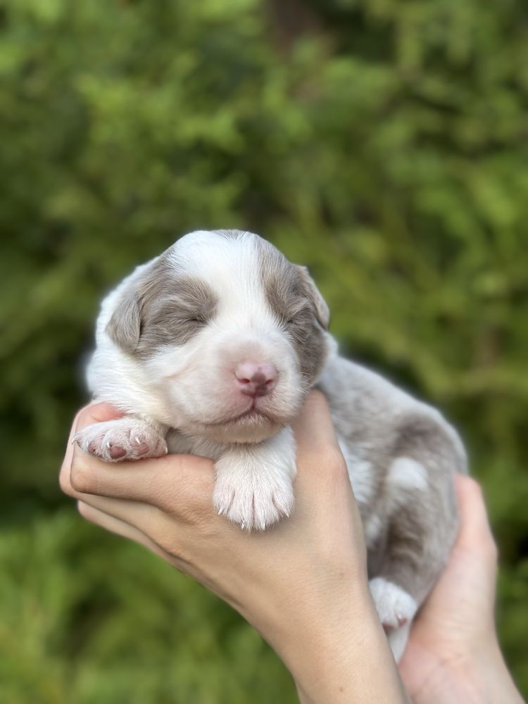 Border collie lilac