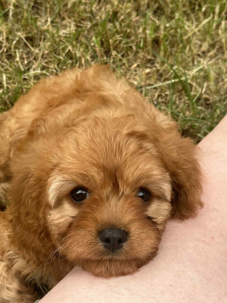 Cudowna dziewczynka Cavapoo