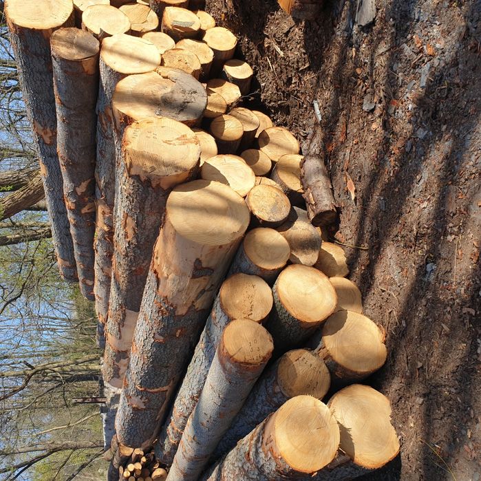 sprzedam jodłe jodła drewno drzewo