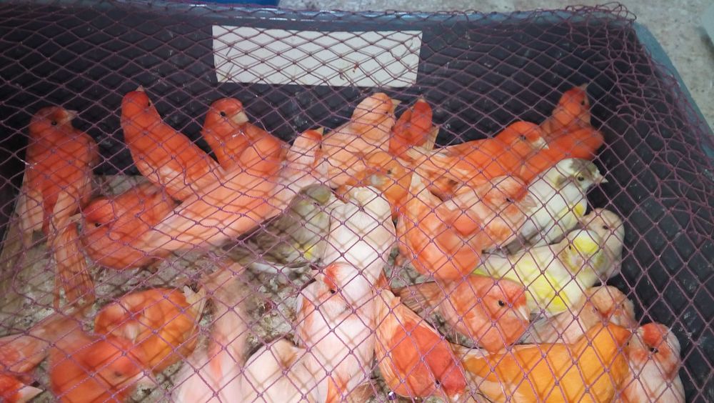 Vendo 300 canários varias raças