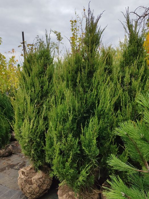 Ялівець Спартан розмір 1.6-1.8м
