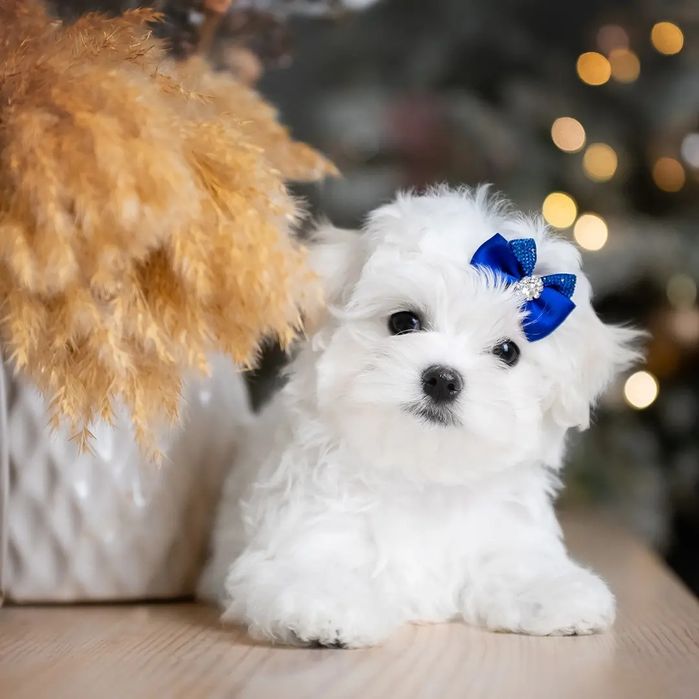 Щенки Мальтезе мальчик