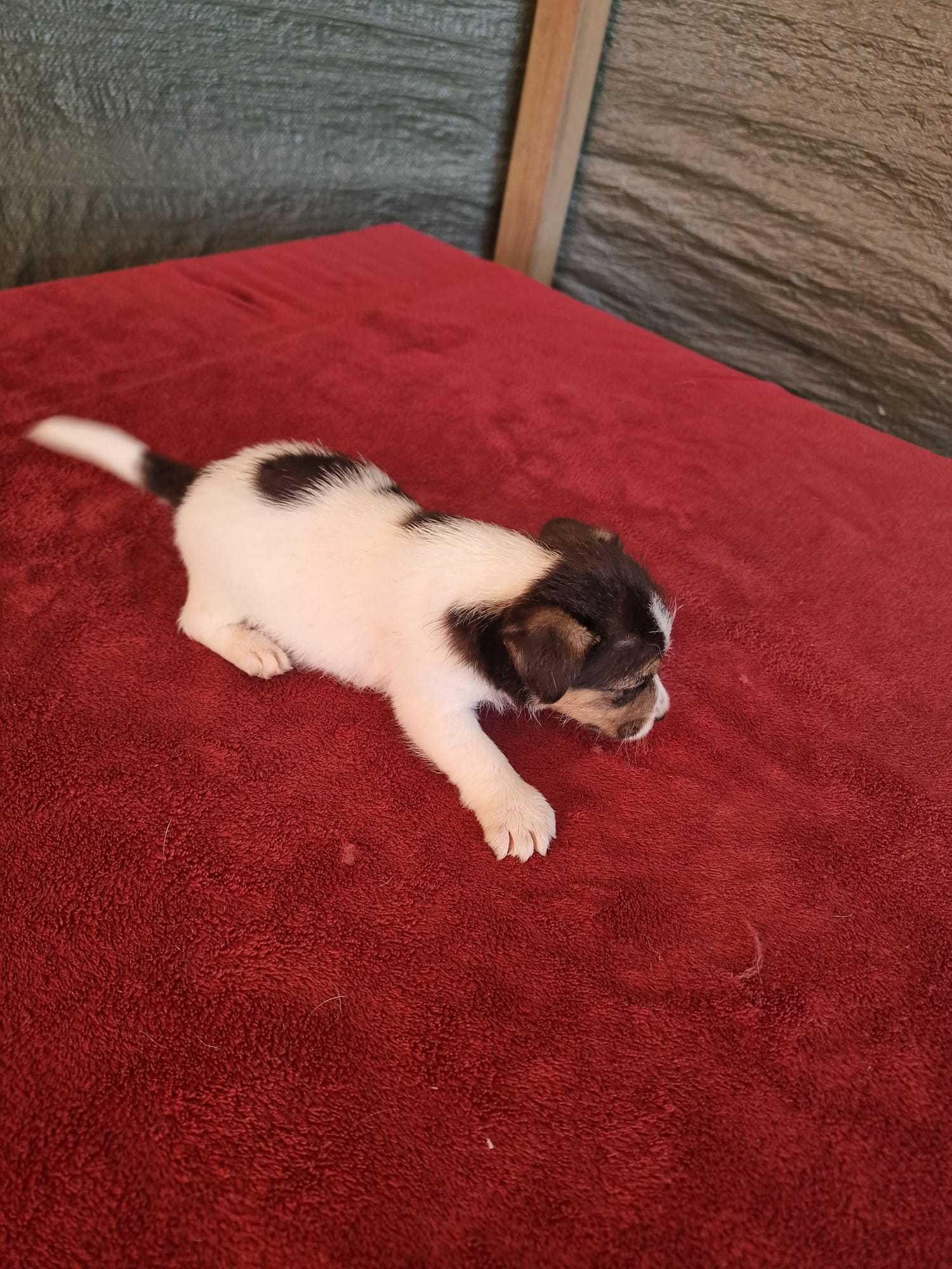 Jack Russel de excelência de porte pequeno (Broken).