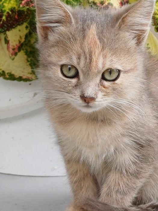Маленьке кошеня. 2 місяці