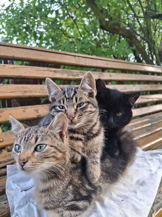 Oddam kotki w dobre ręce